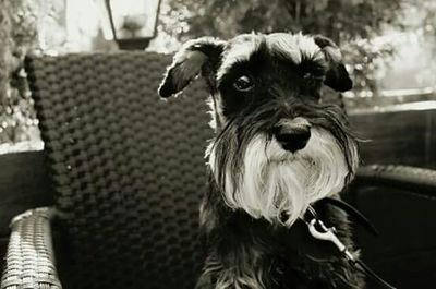 Close-up portrait of dog