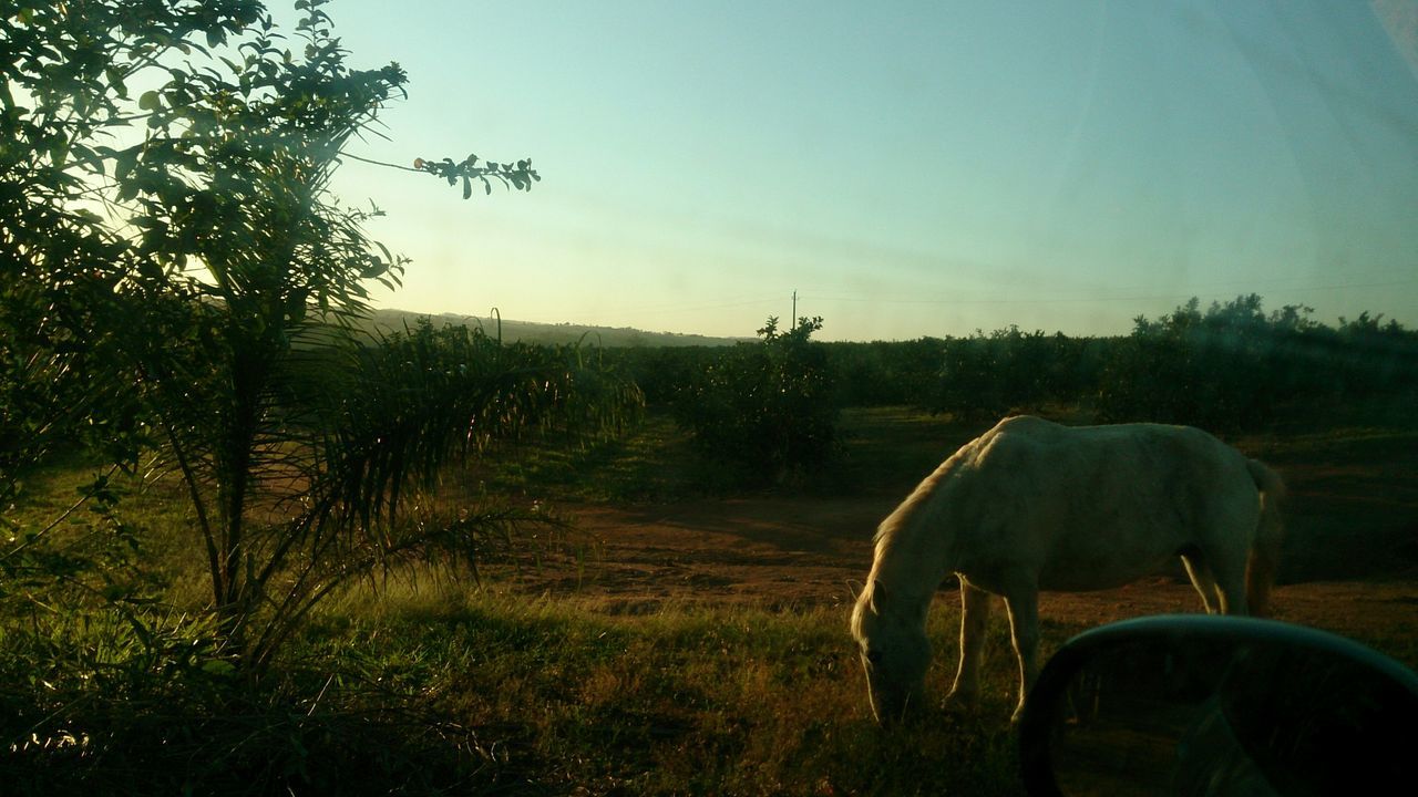 animal themes, domestic animals, mammal, livestock, field, horse, landscape, tree, grazing, grass, clear sky, cow, sky, nature, one animal, herbivorous, standing, rural scene, tranquility, domestic cattle