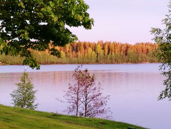 Scenic view of lake in forest