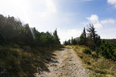 Narrow dirt road along trees on landscape