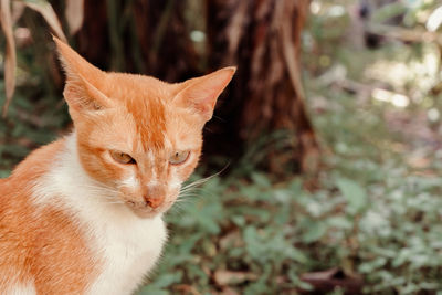 Close-up portrait of a cat
