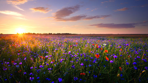 Purple flowers growing in field against sky during sunset