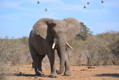 View of elephant