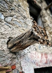 Close-up of lizard on tree trunk