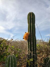 Close-up of cactus plants growing on field against sky