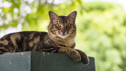 Portrait of cat sitting outdoors