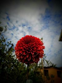 Close-up of red dahlia flower