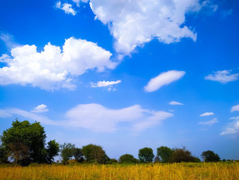 Scenic view of trees on field against sky