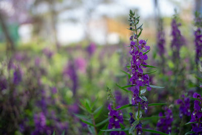 Close-up of purple flowering plant on field