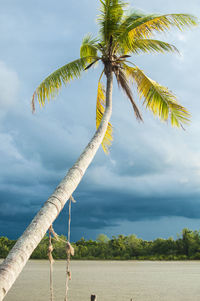 Low angle view of palm tree by sea against sky