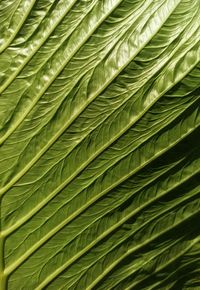 Close-up of palm tree leaves, fiber details of green taro leaves growing in the yard
