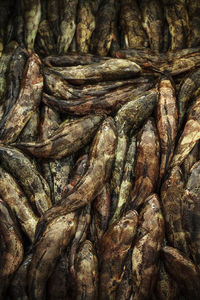 Close-up of fish for sale in market