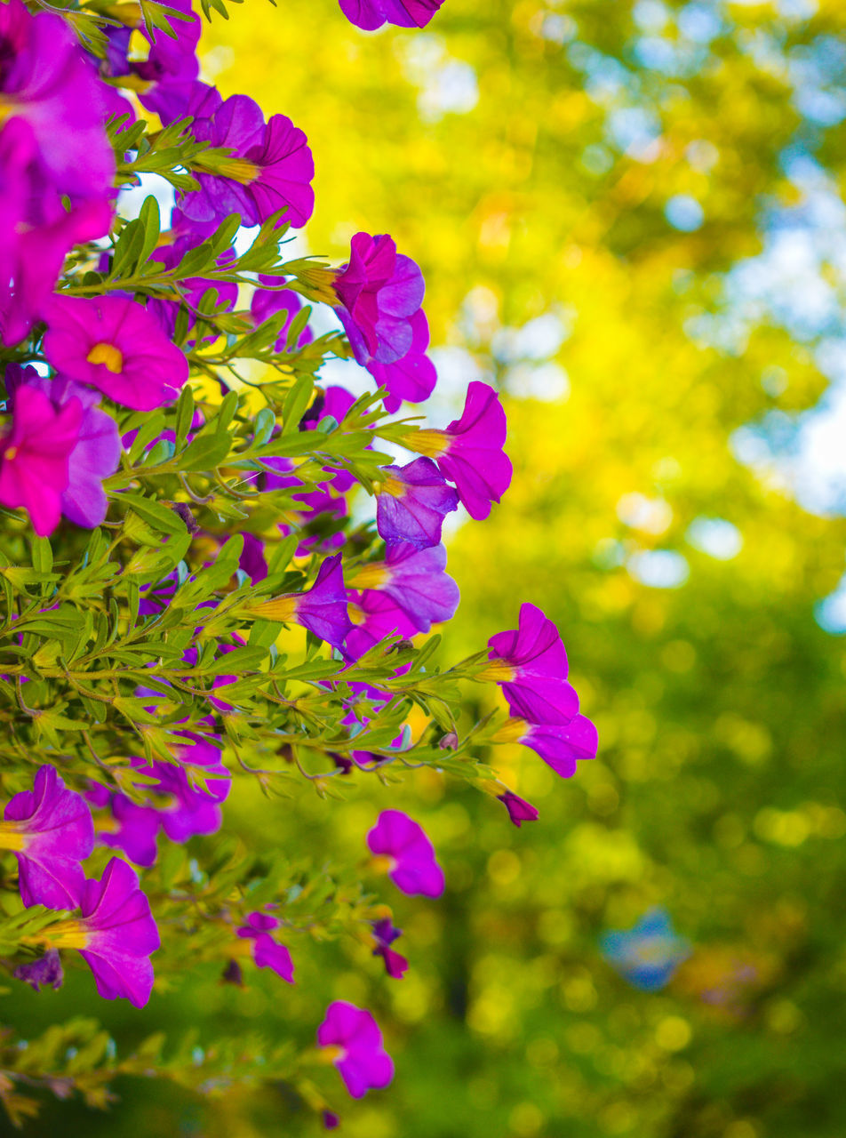 CLOSE-UP OF PURPLE FLOWERING PLANT