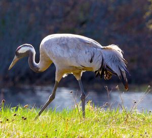 Side view of a bird on field