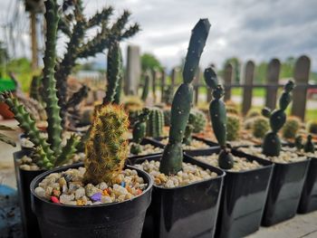 Close-up of potted cactus