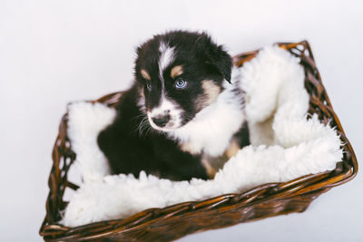 Close-up of a dog over white background