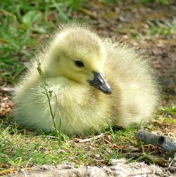 Close-up of a bird on field