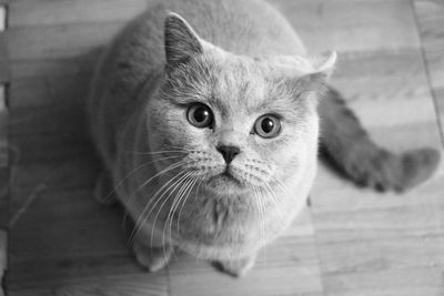 Close-up portrait of cat on floor