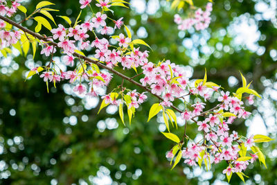 Close-up of pink flowering plant