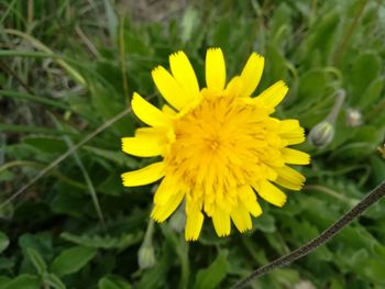 Close-up of yellow flower blooming outdoors