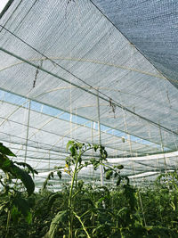 greenhouse