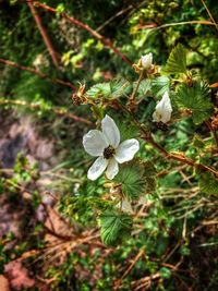 Close-up of white flowers