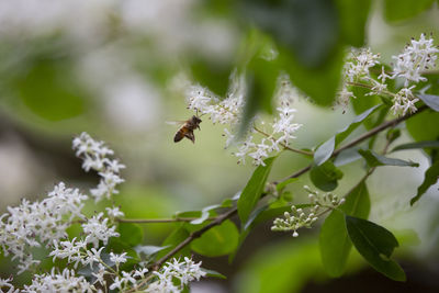 Close-up of bee pollinating on flower