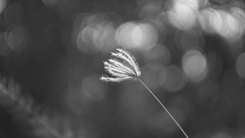 Close-up of dandelion flower