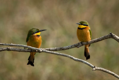 Little bee-eaters face each other on branch