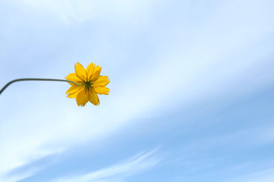 Low angle view of yellow flowering plant against sky