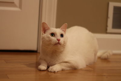 Portrait of white cat