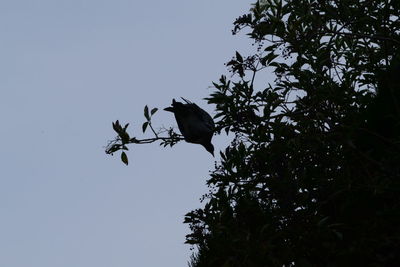 Low angle view of silhouette bird perching on tree against sky