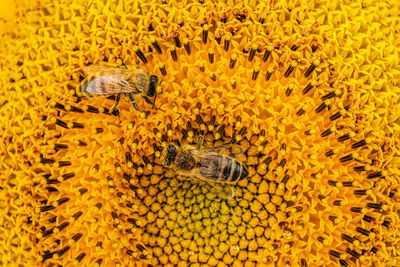 High angle view of insect on yellow flower