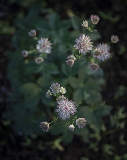 Close-up of purple flowering plant