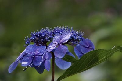 Close-up of purple flower on plant