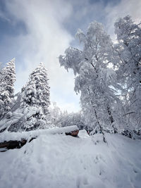 Snow covered trees against sky