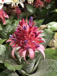 Close-up of pink cactus flower