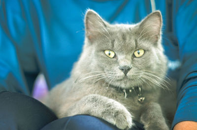 Close-up portrait of cat relaxing at home