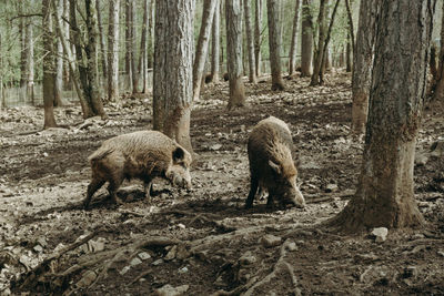 Two wild boars in the forest among the trees.