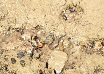 High angle view of crab on rock