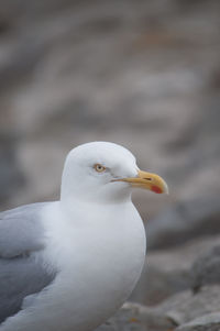 Close-up of seagull