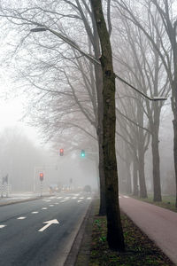 Road by trees in city during foggy weather