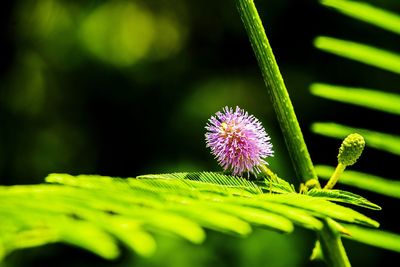 Close-up of purple flowering plant