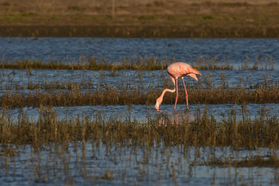Bird drinking water in a lake