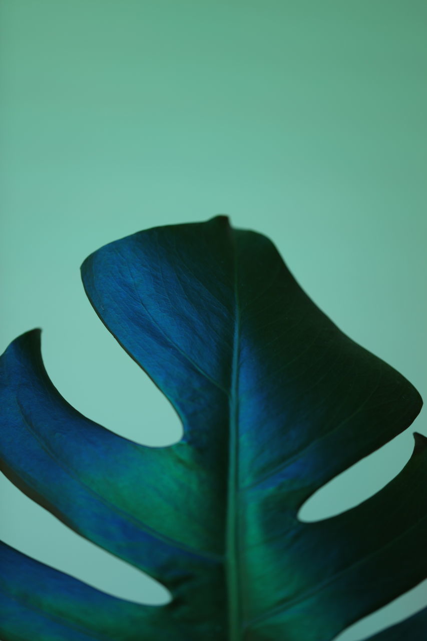 CLOSE-UP OF FEATHER AGAINST WHITE BACKGROUND