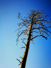 Low angle view of bare tree against clear blue sky