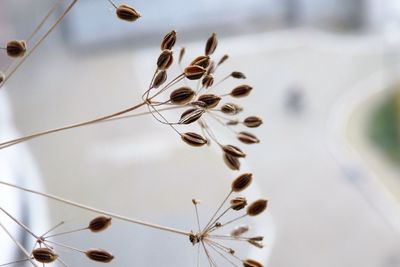 Low angle view of flowering plant against sky