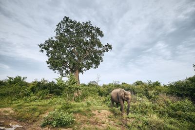 Elephant walking on land against sky