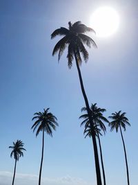 Low angle view of palm trees against clear sky