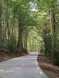 Empty road along trees in forest